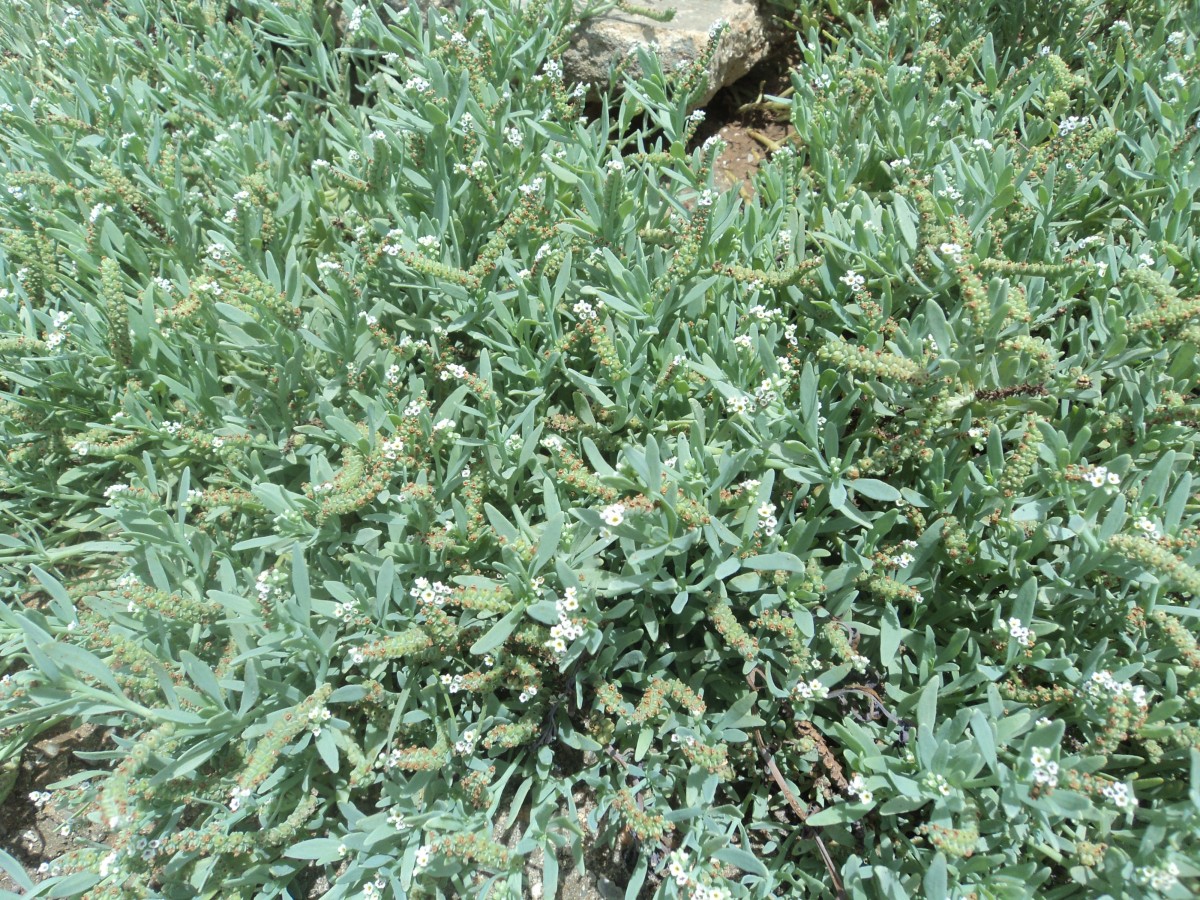 Heliotropium curassavicum L.
